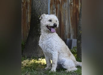 Zsömle SI aktiv, aufmerksam, dominant