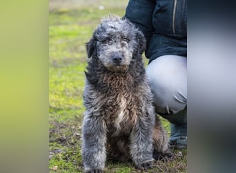 Tivadar SI - offen, anhänglich 
