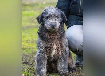 Tivadar SI - offen, anhänglich 