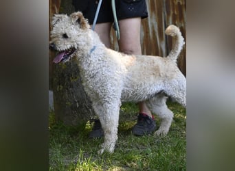 Zsömle SI aktiv, aufmerksam, dominant