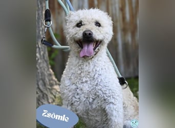 Zsömle SI aktiv, aufmerksam, dominant