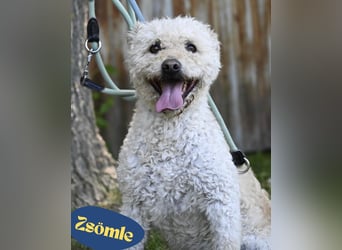 Zsömle SI aktiv, aufmerksam, dominant