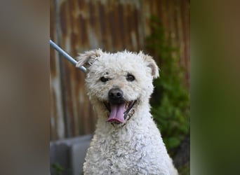 Zsömle SI aktiv, aufmerksam, dominant