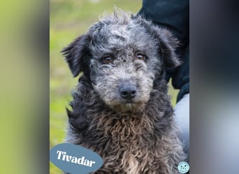 Tivadar SI - offen, anhänglich 