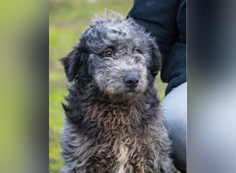 Tivadar SI - offen, anhänglich 