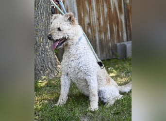 Zsömle SI aktiv, aufmerksam, dominant