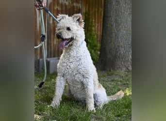 Zsömle SI aktiv, aufmerksam, dominant