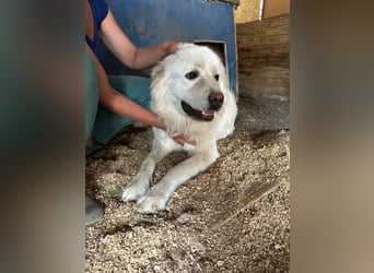 Mont Blanc VA– weisser Riese mit großem Herz