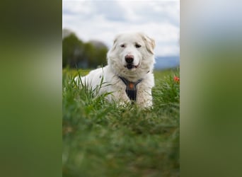 Erna wartet in Tierpension Tannenhof 54597 Wallersheim