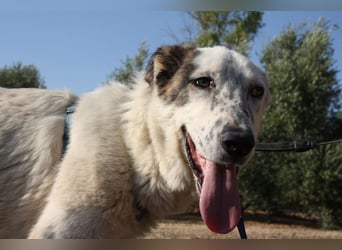 TANGO-sehr lieb,sanft,intelligent,noch ein wenig schüchtern sucht sein liebevolles Für-immer-Zuhause