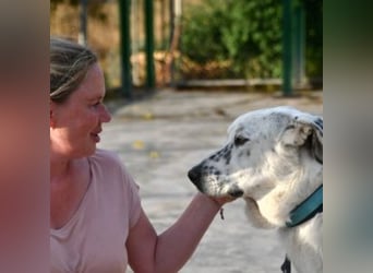 TANGO-sehr lieb,sanft,intelligent,noch ein wenig schüchtern sucht sein liebevolles Für-immer-Zuhause