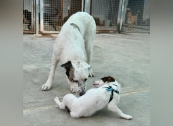TANGO-sehr lieb,sanft,intelligent,noch ein wenig schüchtern sucht sein liebevolles Für-immer-Zuhause