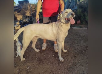 PYTHON – sanfter Riese mit Kinderherz und Kuschelgarantie auf der Suche nach seiner liebevollen Fam.