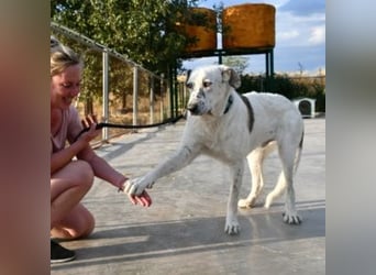 TANGO-sehr lieb,sanft,intelligent,noch ein wenig schüchtern sucht sein liebevolles Für-immer-Zuhause