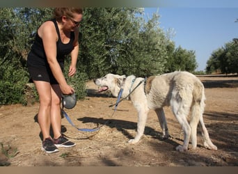 TANGO-sehr lieb,sanft,intelligent,noch ein wenig schüchtern sucht sein liebevolles Für-immer-Zuhause
