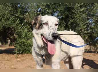 TANGO-sehr lieb,sanft,intelligent,noch ein wenig schüchtern sucht sein liebevolles Für-immer-Zuhause