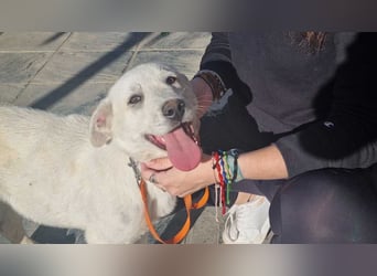 PYTHON – sanfter Riese mit Kinderherz und Kuschelgarantie auf der Suche nach seiner liebevollen Fam.