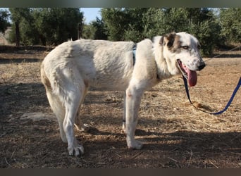 TANGO-sehr lieb,sanft,intelligent,noch ein wenig schüchtern sucht sein liebevolles Für-immer-Zuhause