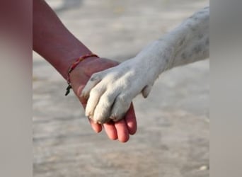TANGO-sehr lieb,sanft,intelligent,noch ein wenig schüchtern sucht sein liebevolles Für-immer-Zuhause