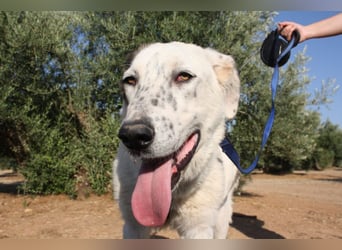 TANGO-sehr lieb,sanft,intelligent,noch ein wenig schüchtern sucht sein liebevolles Für-immer-Zuhause