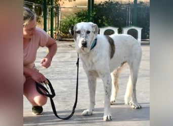 TANGO-sehr lieb,sanft,intelligent,noch ein wenig schüchtern sucht sein liebevolles Für-immer-Zuhause