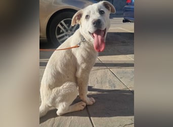 PYTHON – sanfter Riese mit Kinderherz und Kuschelgarantie auf der Suche nach seiner liebevollen Fam.