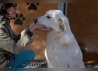 Lena - Großes, schneeweißes Lady auf der Suche nach gaaaanz viel Liebe!