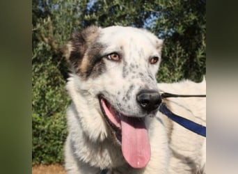 TANGO-sehr lieb,sanft,intelligent,noch ein wenig schüchtern sucht sein liebevolles Für-immer-Zuhause