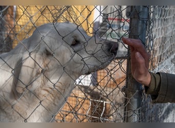 Lena - Großes, schneeweißes Lady auf der Suche nach gaaaanz viel Liebe!