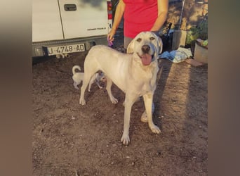 PYTHON – sanfter Riese mit Kinderherz und Kuschelgarantie auf der Suche nach seiner liebevollen Fam.