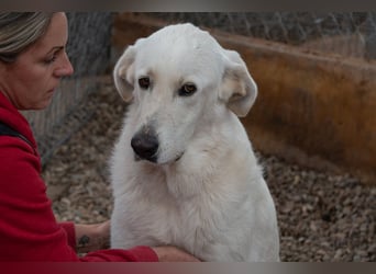 Lena - Großes, schneeweißes Lady auf der Suche nach gaaaanz viel Liebe!