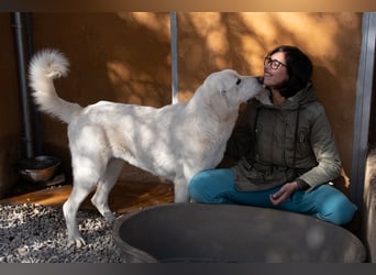 Lena - Großes, schneeweißes Lady auf der Suche nach gaaaanz viel Liebe!
