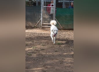 Lena - Großes, schneeweißes Lady auf der Suche nach gaaaanz viel Liebe!