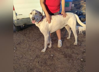 PYTHON – sanfter Riese mit Kinderherz und Kuschelgarantie auf der Suche nach seiner liebevollen Fam.