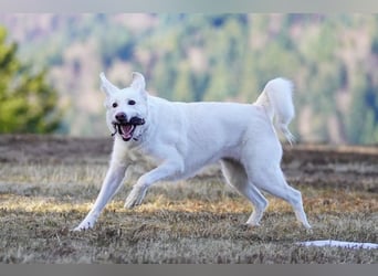 Lena - Großes, schneeweißes Lady auf der Suche nach gaaaanz viel Liebe!