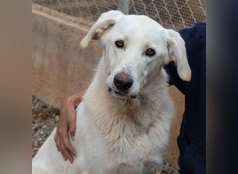 Lena - Großes, schneeweißes Lady auf der Suche nach gaaaanz viel Liebe!