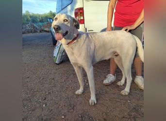 PYTHON – sanfter Riese mit Kinderherz und Kuschelgarantie auf der Suche nach seiner liebevollen Fam.