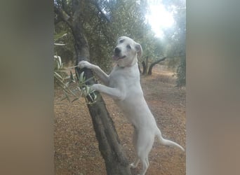 PYTHON – sanfter Riese mit Kinderherz und Kuschelgarantie auf der Suche nach seiner liebevollen Fam.