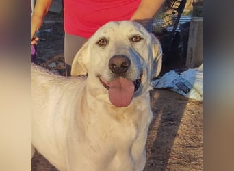 PYTHON – sanfter Riese mit Kinderherz und Kuschelgarantie auf der Suche nach seiner liebevollen Fam.