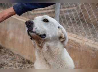Lena - Großes, schneeweißes Lady auf der Suche nach gaaaanz viel Liebe!
