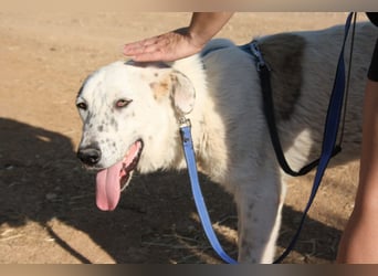 TANGO-sehr lieb,sanft,intelligent,noch ein wenig schüchtern sucht sein liebevolles Für-immer-Zuhause