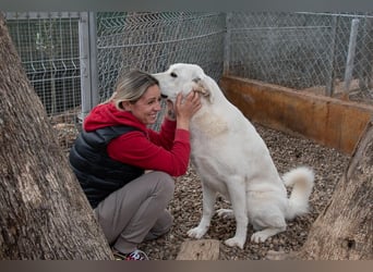 Lena - Großes, schneeweißes Lady auf der Suche nach gaaaanz viel Liebe!