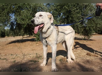 TANGO-sehr lieb,sanft,intelligent,noch ein wenig schüchtern sucht sein liebevolles Für-immer-Zuhause