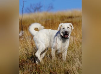 Lena - Großes, schneeweißes Lady auf der Suche nach gaaaanz viel Liebe!