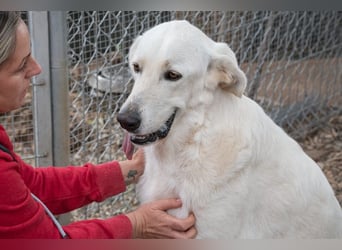 Lena - Großes, schneeweißes Lady auf der Suche nach gaaaanz viel Liebe!