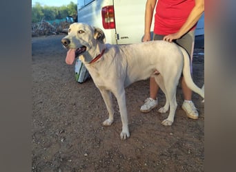 PYTHON – sanfter Riese mit Kinderherz und Kuschelgarantie auf der Suche nach seiner liebevollen Fam.