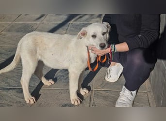 PYTHON – sanfter Riese mit Kinderherz und Kuschelgarantie auf der Suche nach seiner liebevollen Fam.