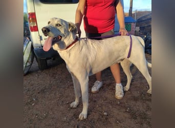 PYTHON – sanfter Riese mit Kinderherz und Kuschelgarantie auf der Suche nach seiner liebevollen Fam.