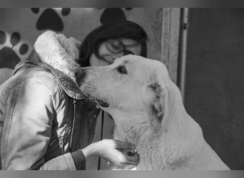 Lena - Großes, schneeweißes Lady auf der Suche nach gaaaanz viel Liebe!