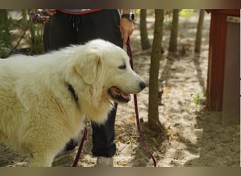 Frodo – groß, lieb und voller Liebe